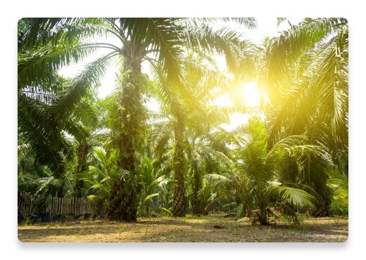 Palm Oil Trees | Nutella