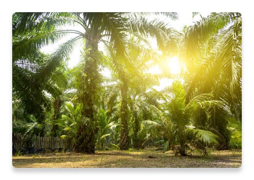Olio di Palma Coltivazione Piante | Nutella