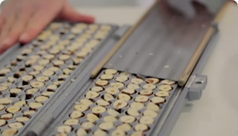 Hazelnuts undergoing quality checks before becoming part of Nutella’s recipe.