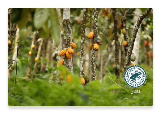 Certified Cocoa Logoground Trees | Nutella