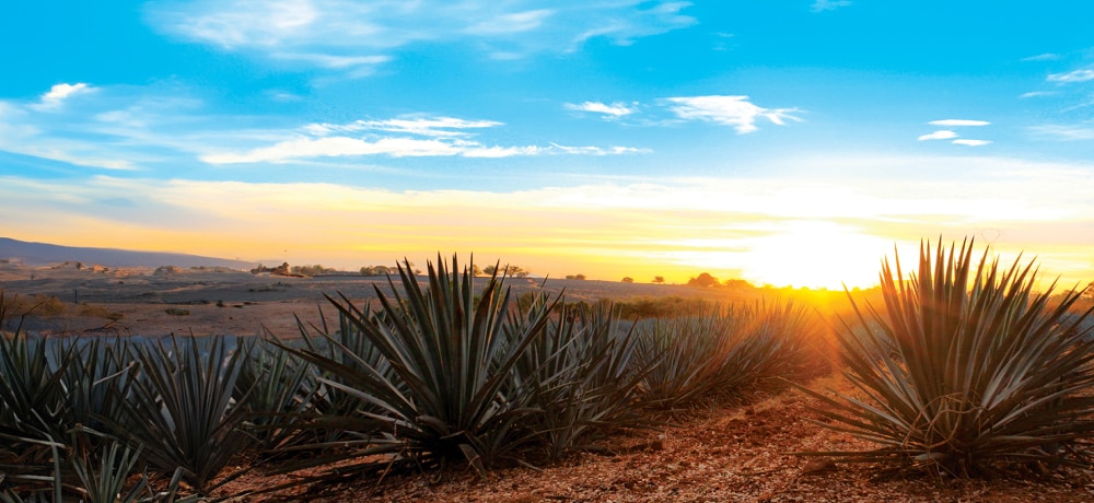 Buenos días desde Tequila