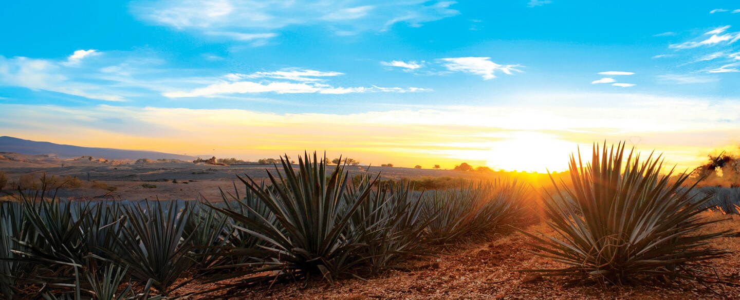 Buenos días desde Tequila