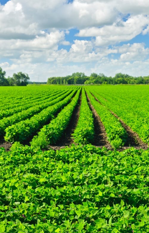 Paisaje agrícola ilustrando el origen de la lecitina, cielo azul y cultivo.