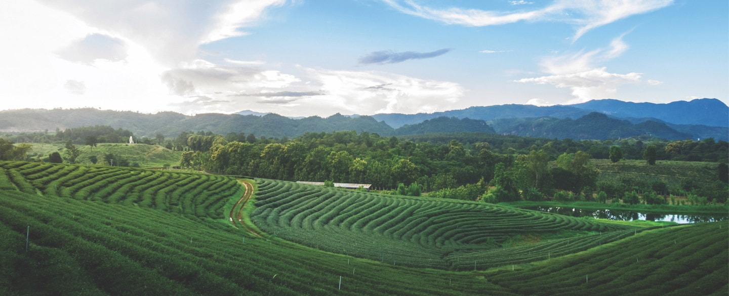 Cameron Highlands