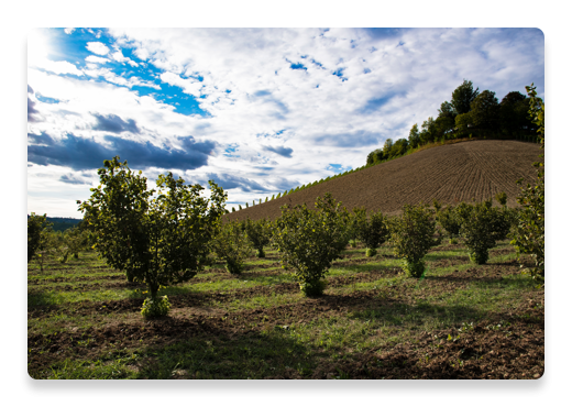 Hazelnut Farm Landscape | Nutella