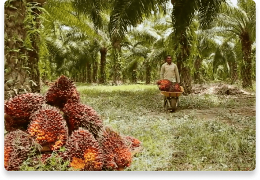 Bomen teler palmolievruchten | Nutella
