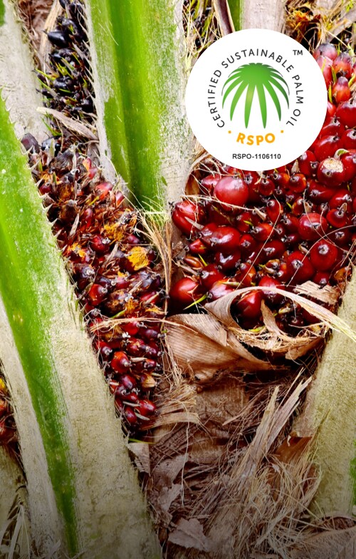 Sustainable Palm oil 