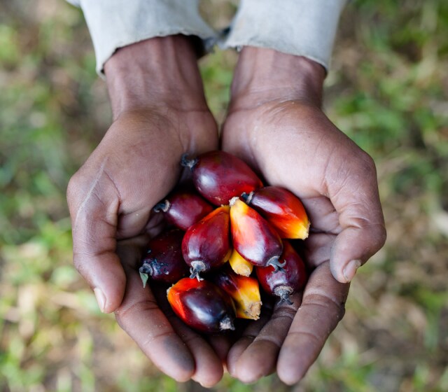 extraction-huile-de-palme-durable-nutella