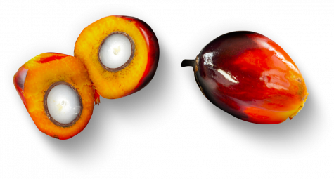 Palm Oil Fruit | Nutella