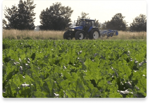 Quality Sugar Grains Farm | Nutella