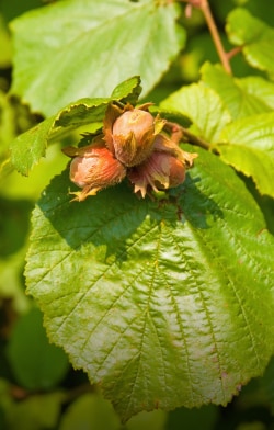 hazelnuts Sustainable | Nutella