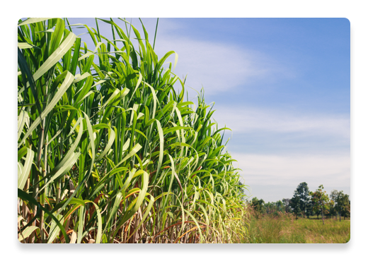 Cane Sugar Farm Plants | Nutella