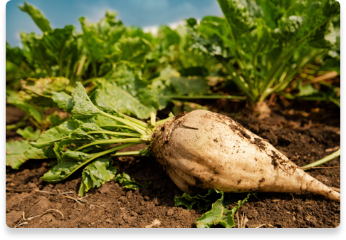 Ingredients Beet Sugar Farm | Nutella