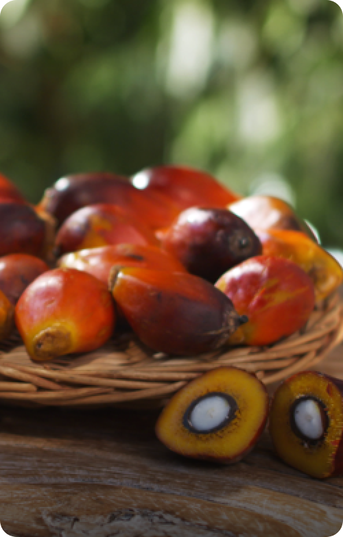 Palm Oil Fruits | Nutella
