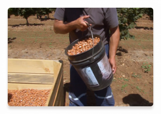 hazelnuts-bucket-farmer