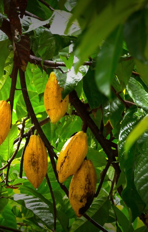 Cacao card