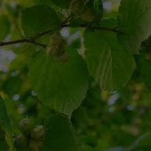 Our Sustainable Hazelnuts | Nutella