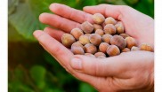 Hazelnuts