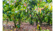 Cocoa Plant