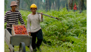 7 principles of RSPO