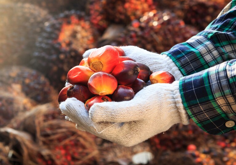 image_01-palm-oil