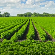 Farm landscape representing lecithin sourcing, green fields under blue sky.