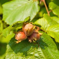 sustainable hazelnuts