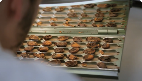 Cocoa beans drying and shelling step illustrating Nutella cocoa processing.