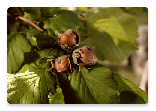 Hazelnuts Tree Leafs | Nutella