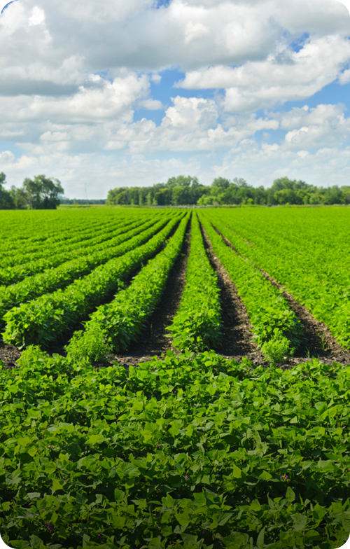 Farm landscape representing lecithin sourcing, green fields under blue sky.