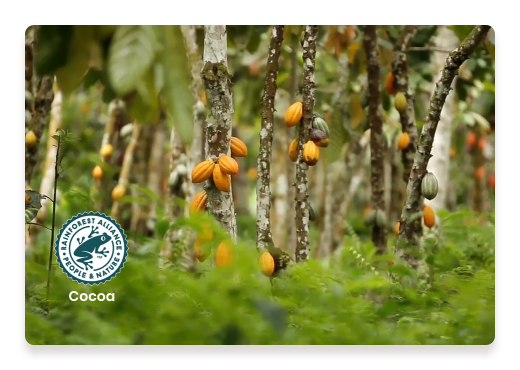 The Certified Cocoa Logo | Nutella