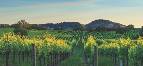 Napa-Valley-backround