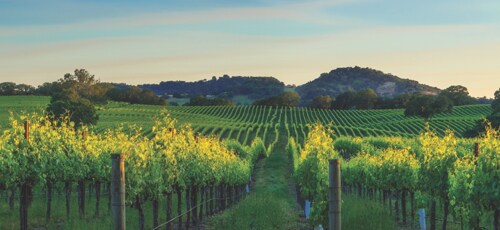 Napa-Valley-backround