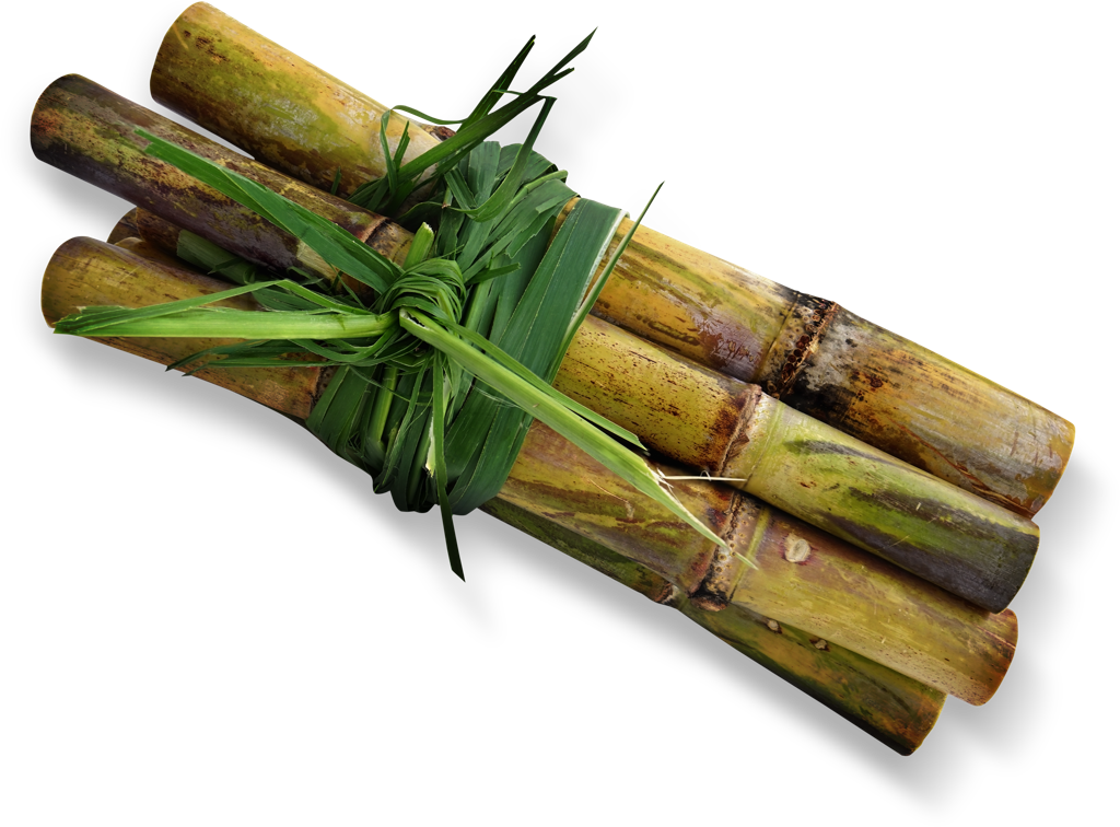 Cane Sugar farm | Nutella