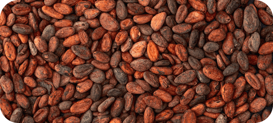 cacao
