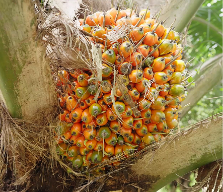 palm-oil-ingr-box