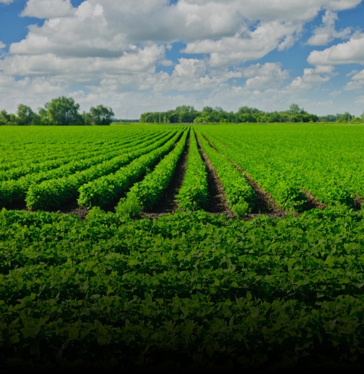 Lecithin Farmground | Nutella