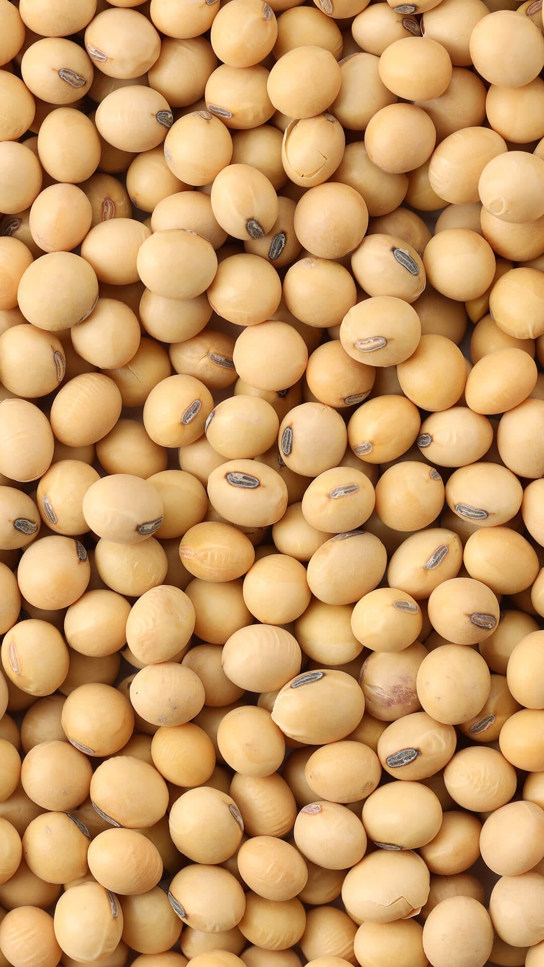 Lecithin_9x16-visual