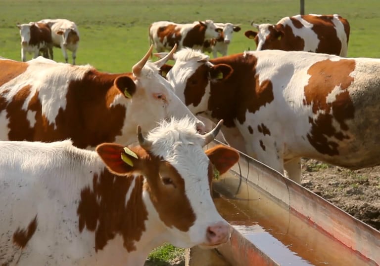 image_01-milk