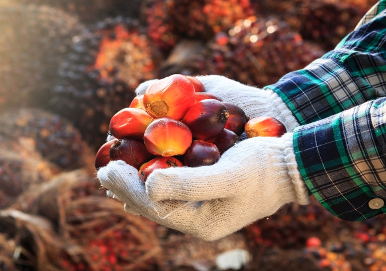 image_01-palm-oil