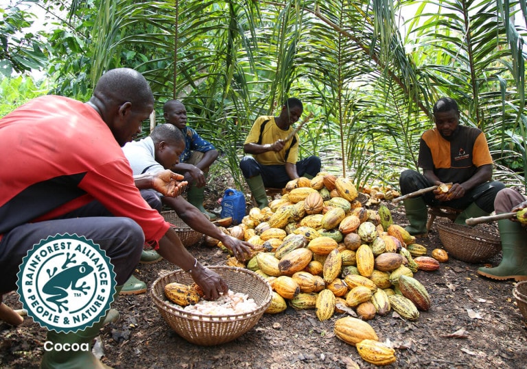 image_02-cocoa-sust