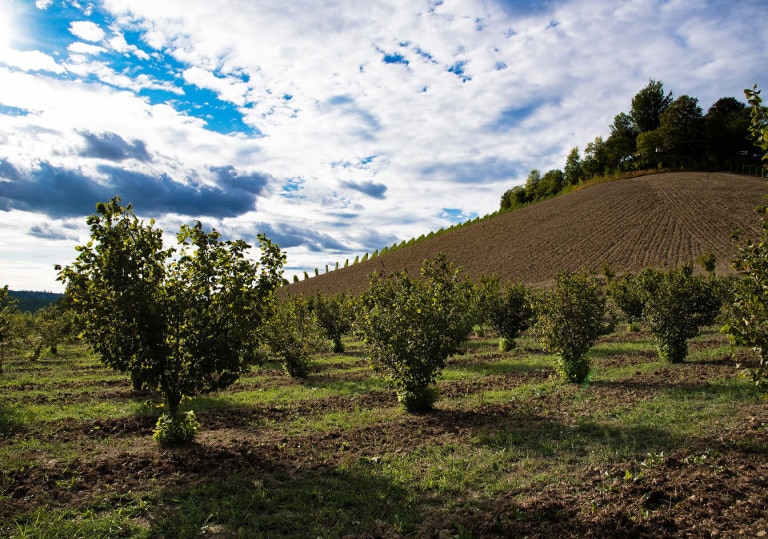 image_02-hazelnut-sust