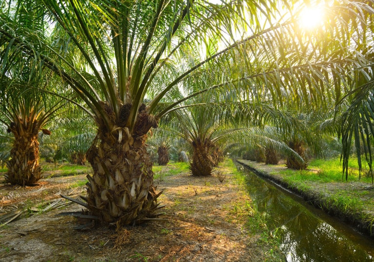 image_02-palm-oil