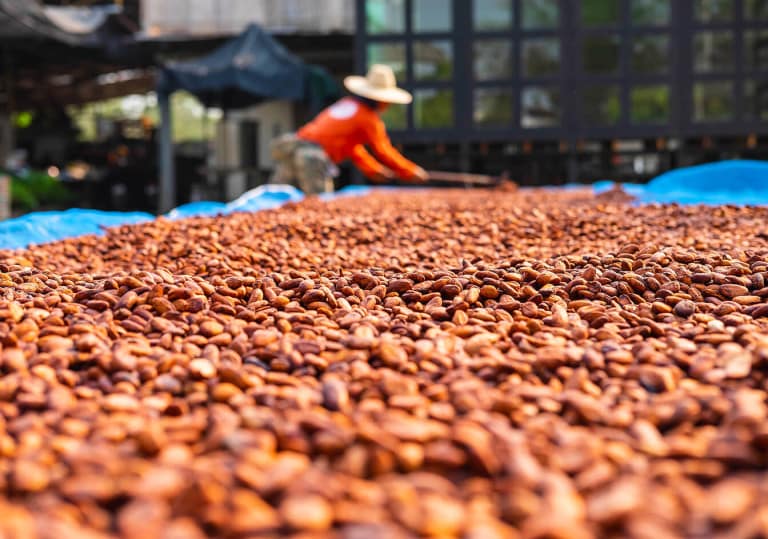 image_03-cocoa-sust