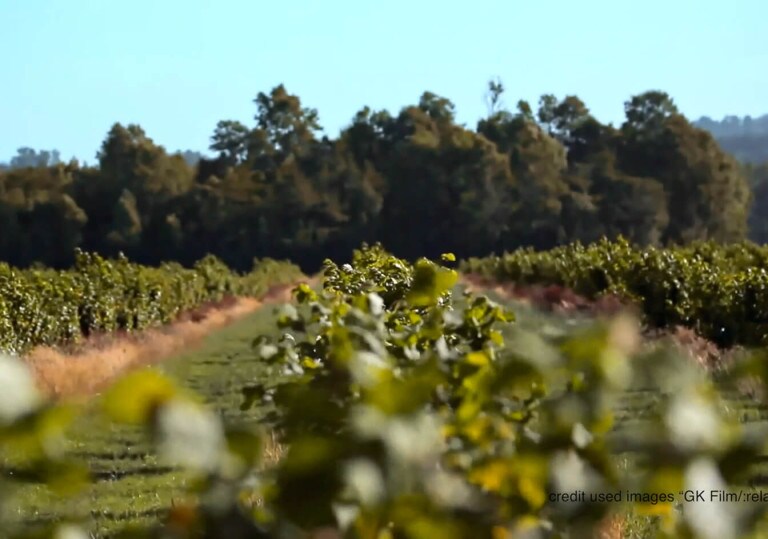 image_03-hazelnut-sust
