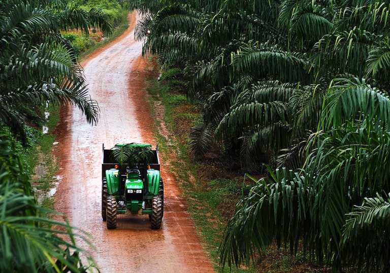 image_03-palm-oil-sustainability