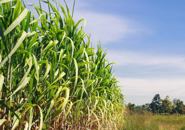 image_03-sugar-sust