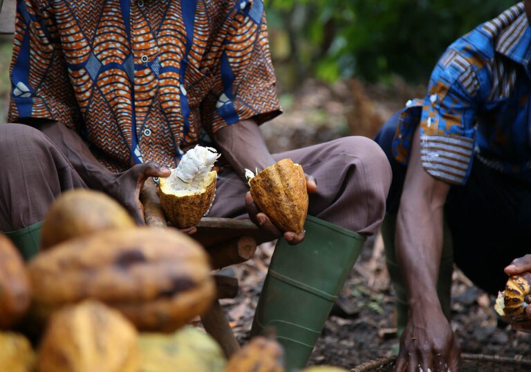 image_04-cocoa-sust