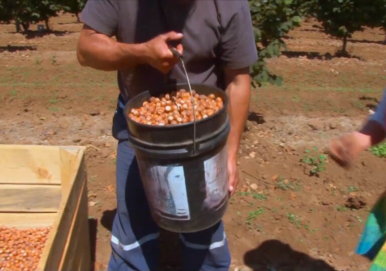 image_05-hazelnut-sust