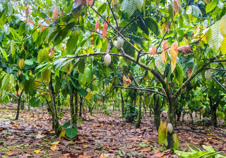 image_07-cocoa-sust